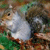 Squirell Icon