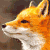 Fox Icon 22