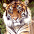 Tiger 7