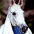 White horse 6