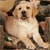 Dog Buddy Icon 93