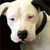Dog Buddy Icon 40