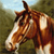 Horse Buddy Icon 226