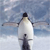Penguins Buddy Icon 2