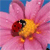 Ladybird Buddy Icon
