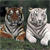 Tiger Buddy Icon 10