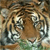 Tiger Buddy Icon 4