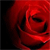 Rose Icon 16