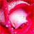 Rose Icon 4