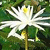 White Lilies - Australia Icon