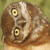 Owl Myspace Icon 2