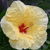 Hawaii Flower Myspace Icon 101