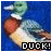 Duck Buddy Icon