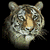 Tiger Icon 11
