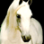 White horse 3