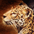 Leopard 6