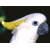 Parrot 6
