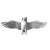 Owl 6