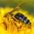 Bee Buddy Icon 25