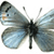 Butterfly 21