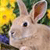 Rabbit Buddy Icon 2