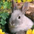 Rabbit Buddy Icon