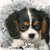 Dog Buddy Icon 34