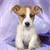 Dog Buddy Icon 33