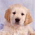 Dog Buddy Icon 24