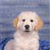 Dog Buddy Icon 17