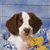 Dog Buddy Icon 16
