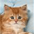 Cat Buddy Icon 168