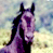 Dark horse 5
