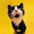 Cat Buddy Icon 205