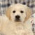 Dog Buddy Icon 98