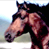 Dark horse 3
