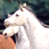 White horse 4