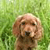 Dog Buddy Icon 71