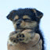 Dog Buddy Icon 64