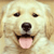 Dog Buddy Icon 57