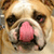 Dog Buddy Icon 139