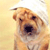 Dog Buddy Icon 134
