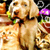 Dog Buddy Icon 129
