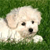 Dog Buddy Icon 117