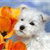 Dog Buddy Icon 114