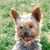 Dog Buddy Icon 113