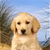 Dog Buddy Icon 112