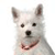 Dog Buddy Icon 105