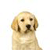 Dog Buddy Icon 104