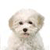 Dog Buddy Icon 103